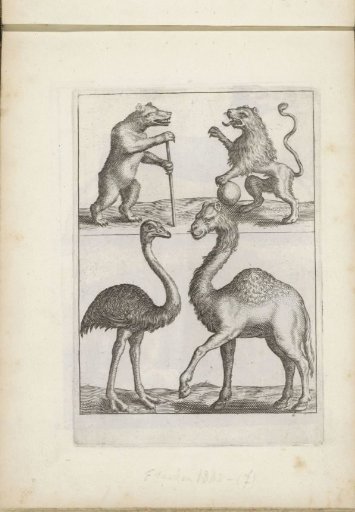 Bear, Lion, Ostrich and Dromedary