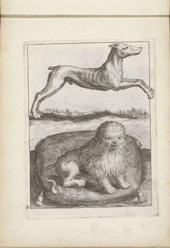 Two Dogs