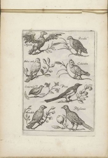 Eagle, Partridge, and Other Birds
