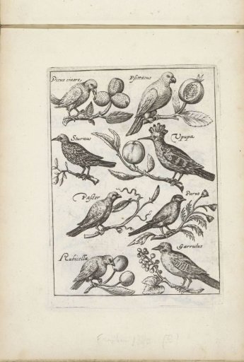 Woodpecker, Parrot, and Other Birds
