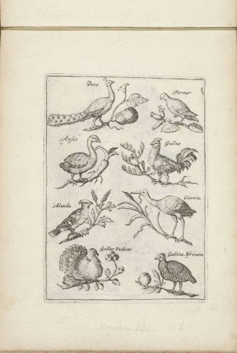 Peacock, Dove, and Other Birds