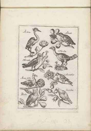 Heron, Kingfisher, and Other Birds