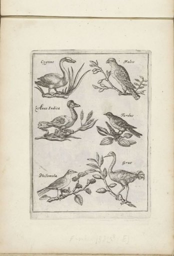 Swan, Falcon, and Other Birds