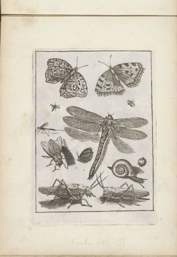Insects