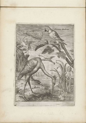 Parrot, heron and other birds in a landscape