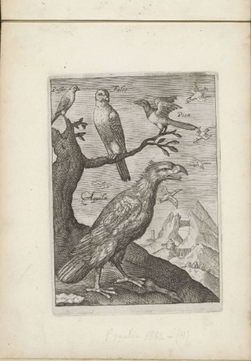Eagle, falcon and other birds in a landscape