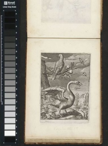 Swan and parrot in a landscape