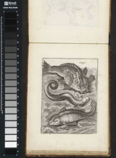 Carp, eel and dogfish