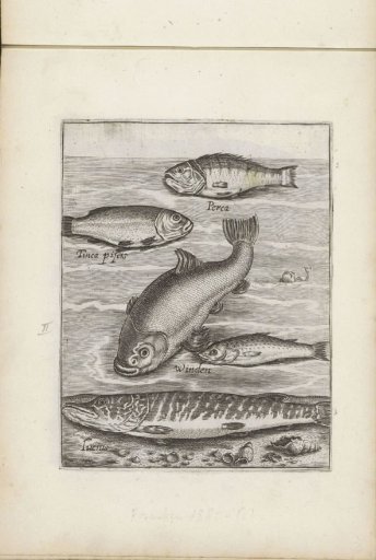 Perch, bleak, bream and pike