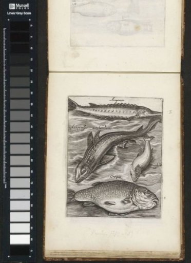 Sturgeon, fundulus and carp