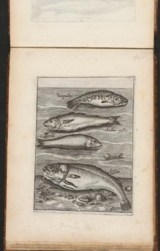 Pilot fish, whiting, sardine, and cod