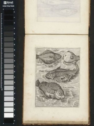 Turbot, shad, Frater Hugo, and sea lion