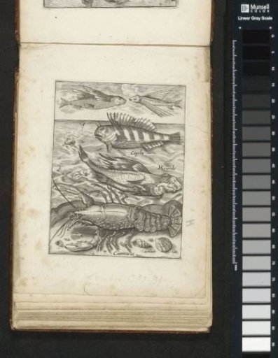 Flying gurnard, horned slimefish, gurnard, and lobster