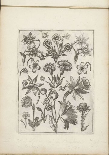 Various Flowers