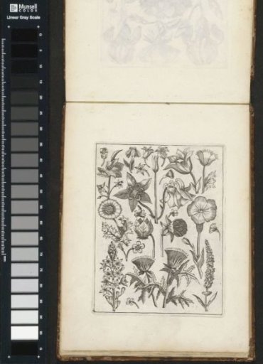 Various Flowers