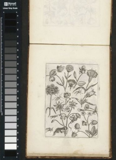 Various Flowers