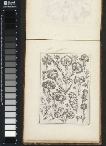 Various Flowers