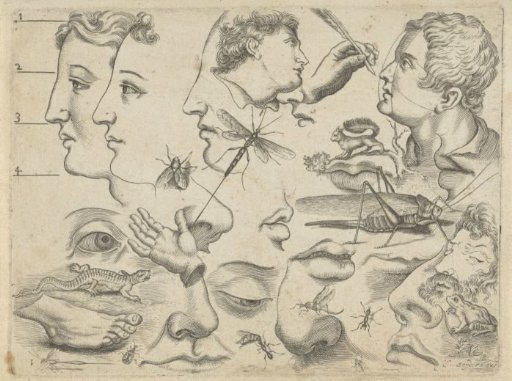 Study Sheet with Drawing Examples: Heads, Body Parts, and Animals