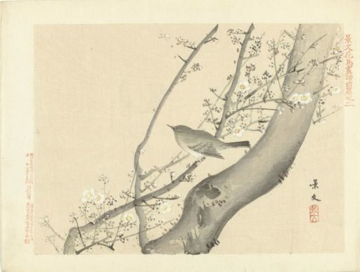 Bird in a tree with white blossoms