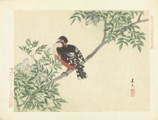 Black-red bird