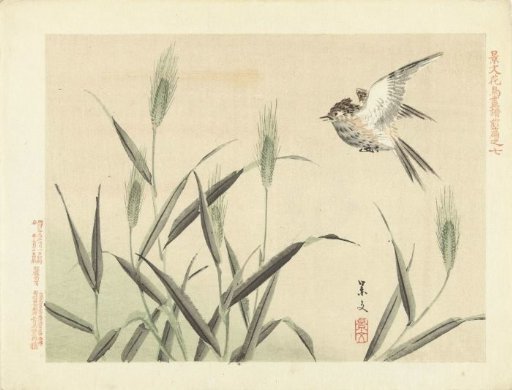 Bird flying among grasses