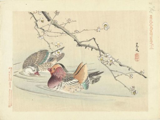 Two ducks