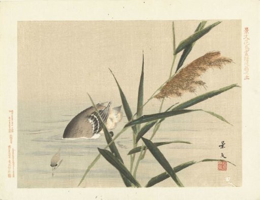 Diving duck near reeds
