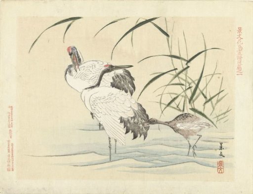 Two cranes with a chick