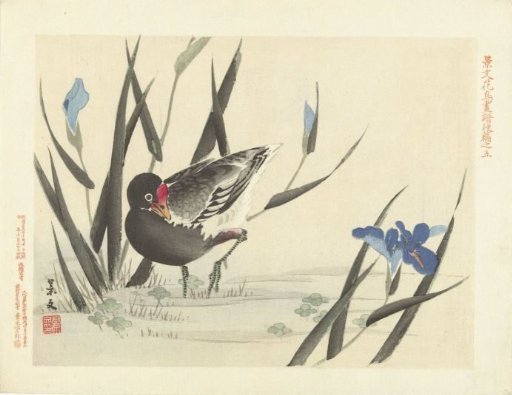 Moorhen among blue irises