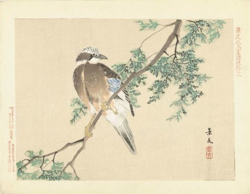 Jay on a branch