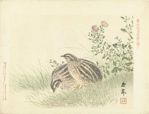 Two quails