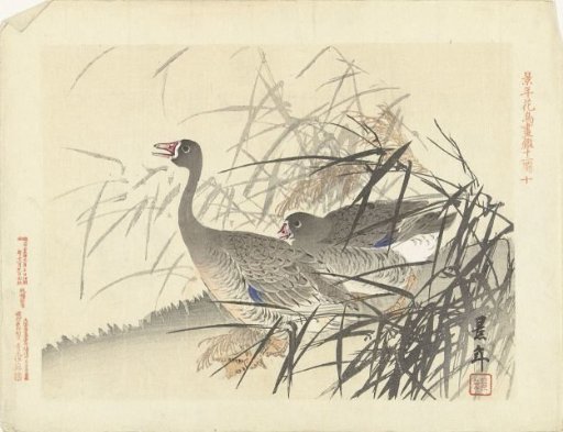 Two geese among reeds