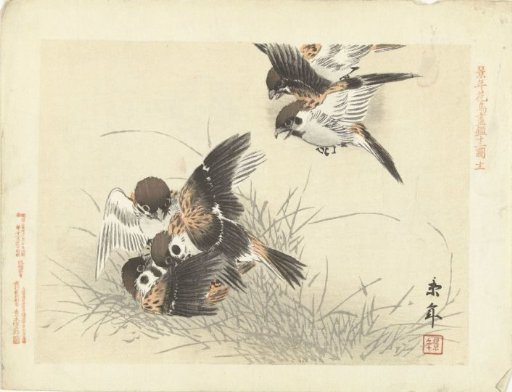 Five sparrows in a fight