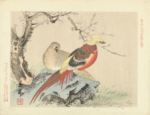 Pair of pheasants on a rock