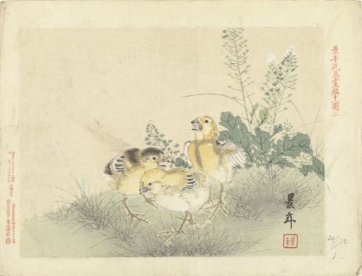 Three chicks