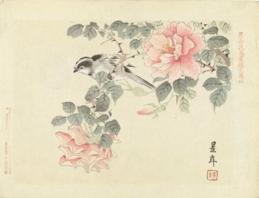 Black-and-white bird among pink roses