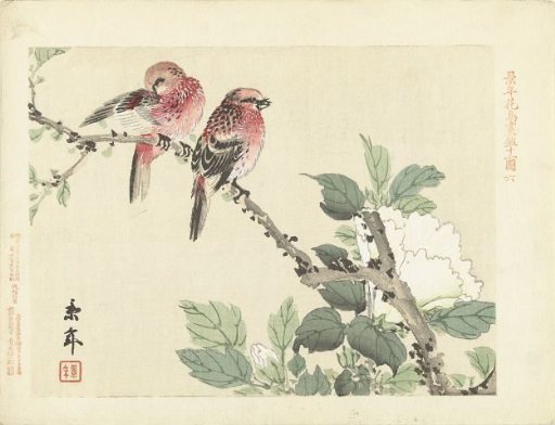 Two red birds on a branch with a white flower