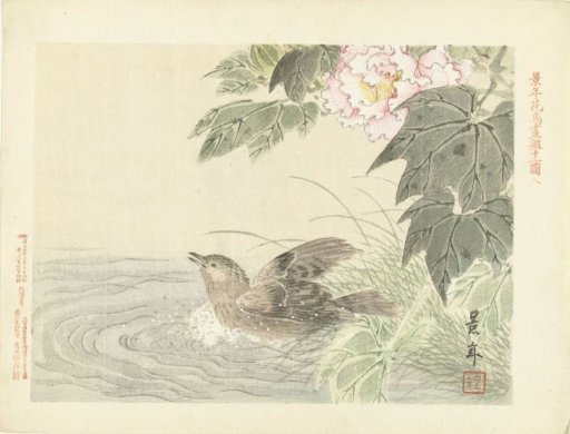 Bathing bird near a pink flower