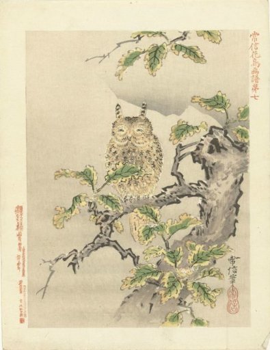 Owl on a branch