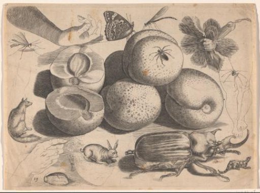 Study Sheet with Drawing Examples: Fruits, Animals, Insects, and Hands