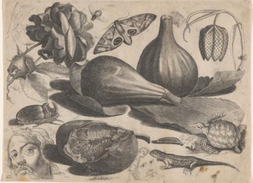 Study Sheet with Drawing Examples: Heads, Animals, and Fruits