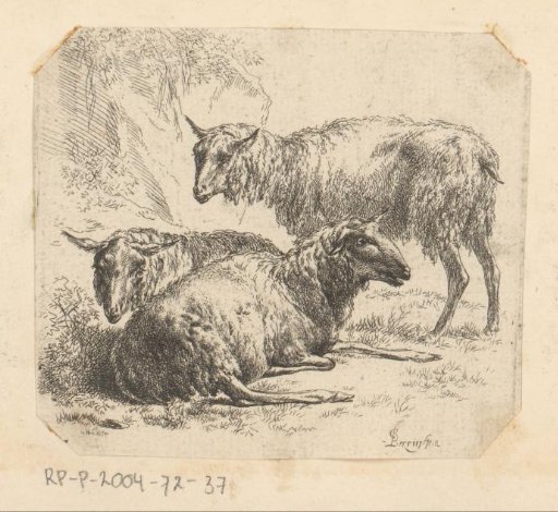 Three sheep