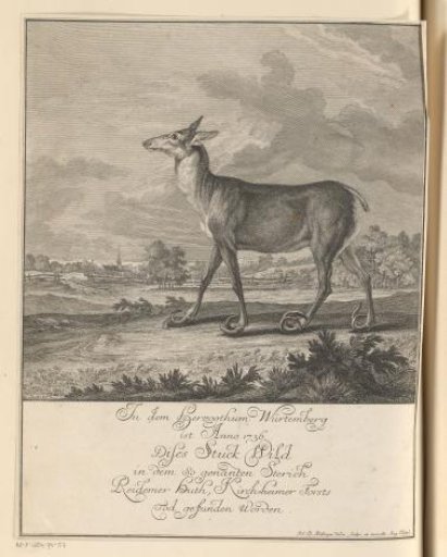 Stag with Deformed Hooves