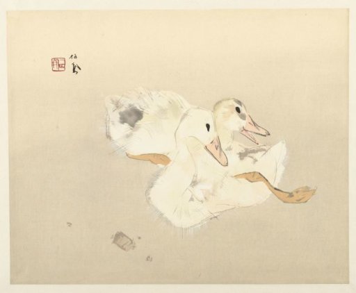Young Ducks