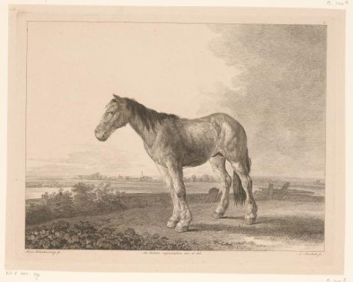 Standing horse in a river landscape