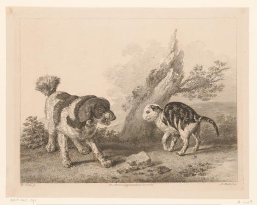 Dog and cat in a fight facing each other