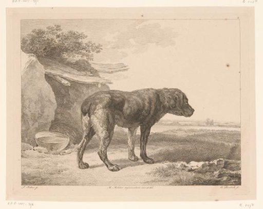 Standing dog in a landscape