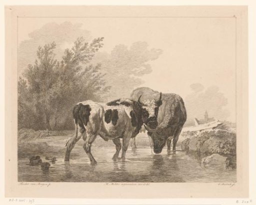 Two cows in a stream