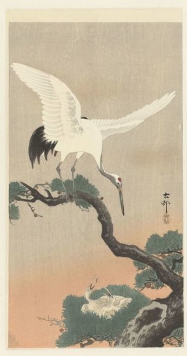 Japanse kraanvogel op tak van pijnboom