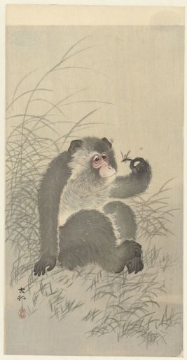 Monkey with an insect